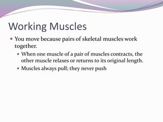 Working Muscles
 You move because pairs of skeletal muscles work
together.
 When one muscle of a pair of muscles contracts, the
other muscle relaxes or returns to its original length.
 Muscles always pull; they never push
 