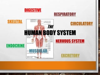 DIGESTIVE
SKELETAL
ENDOCRINE
EXCRETORY
RESPIRATORY
CIRCULATORY
NERVOUS SYSTEM
MUSCULAR
THE
HUMAN BODY SYSTEM
 