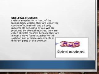 SKELETAL MUSCLES:
skeletal muscles form most of the
human body weight. they are under the
control of human will and all body
movements occurring by our will are
produced by skeletal muscles. they are
called skeletal muscles because they are
almost always found attached to the
skeleton and produce movements in
different parts of the skeleton.
 