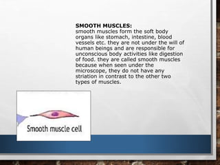 SMOOTH MUSCLES:
smooth muscles form the soft body
organs like stomach, intestine, blood
vessels etc. they are not under the will of
human beings and are responsible for
unconscious body activities like digestion
of food. they are called smooth muscles
because when seen under the
microscope, they do not have any
striation in contrast to the other two
types of muscles.
 
