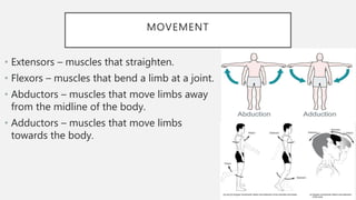 How Muscles Move The muscular system | PPTX