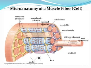 Microanatomy of a Muscle Fiber (Cell)
sarcolemma
transverse
(T) tubules sarcoplasmic
reticulum
terminal
cisternae
myofibril
thin
myofilament
thick myofilament
triad
mitochondria
nuclei
myoglobin
 