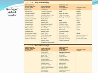 Naming of
skeletal
muscles
 