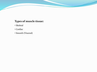 Types of muscle tissue:
• Skeletal
• Cardiac
• Smooth (Visceral)
 