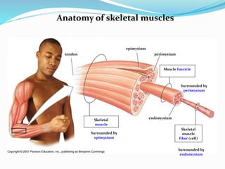 Anatomy of skeletal muscles
Skeletal
muscle
fiber (cell)
Muscle Fascicle
Surrounded by
perimysium
Surrounded by
endomysium
endomysium
perimysium
Skeletal
muscle
Surrounded by
epimysium
epimysium
tendon
 
