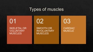 The muscular system | PPTX