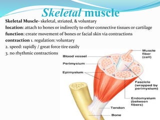 Skeletal muscle
Skeletal Muscle- skeletal, striated, & voluntary
location: attach to bones or indirectly to other connective tissues or cartilage
function: create movement of bones or facial skin via contractions
contraction 1. regulation: voluntary
2. speed: rapidly / great force tire easily
3. no rhythmic contractions
 