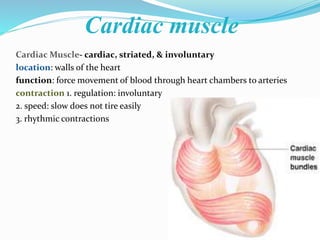 Cardiac muscle
Cardiac Muscle- cardiac, striated, & involuntary
location: walls of the heart
function: force movement of blood through heart chambers to arteries
contraction 1. regulation: involuntary
2. speed: slow does not tire easily
3. rhythmic contractions
 