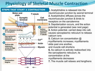 Physiology of Skeletal Muscle Contraction
1. Acetylcholine is released into the
neuromuscular junction by axonal terminal
2. Acetylcholine diffuses across the
neuromuscular junction & binds to
receptors on the sarcolemma
3. Depolarization occurs, and the action
potential is generated (see next page)
4. Action potential, carried deep into cell,
causes sarcoplasmic reticulum to release
calcium ions
5. Calcium ion concentration @
myofilaments increases; myofilaments
slide past one another,
and muscle cell shortens
6. As calcium is actively reabsorbed into
the sarcoplasmic reticulum, its
concentration at the
myofilaments decreases
7. The muscle cell relaxes and lengthens
 