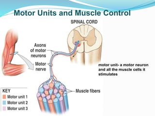 Motor Units and Muscle Control
motor unit- a motor neuron
and all the muscle cells it
stimulates
 