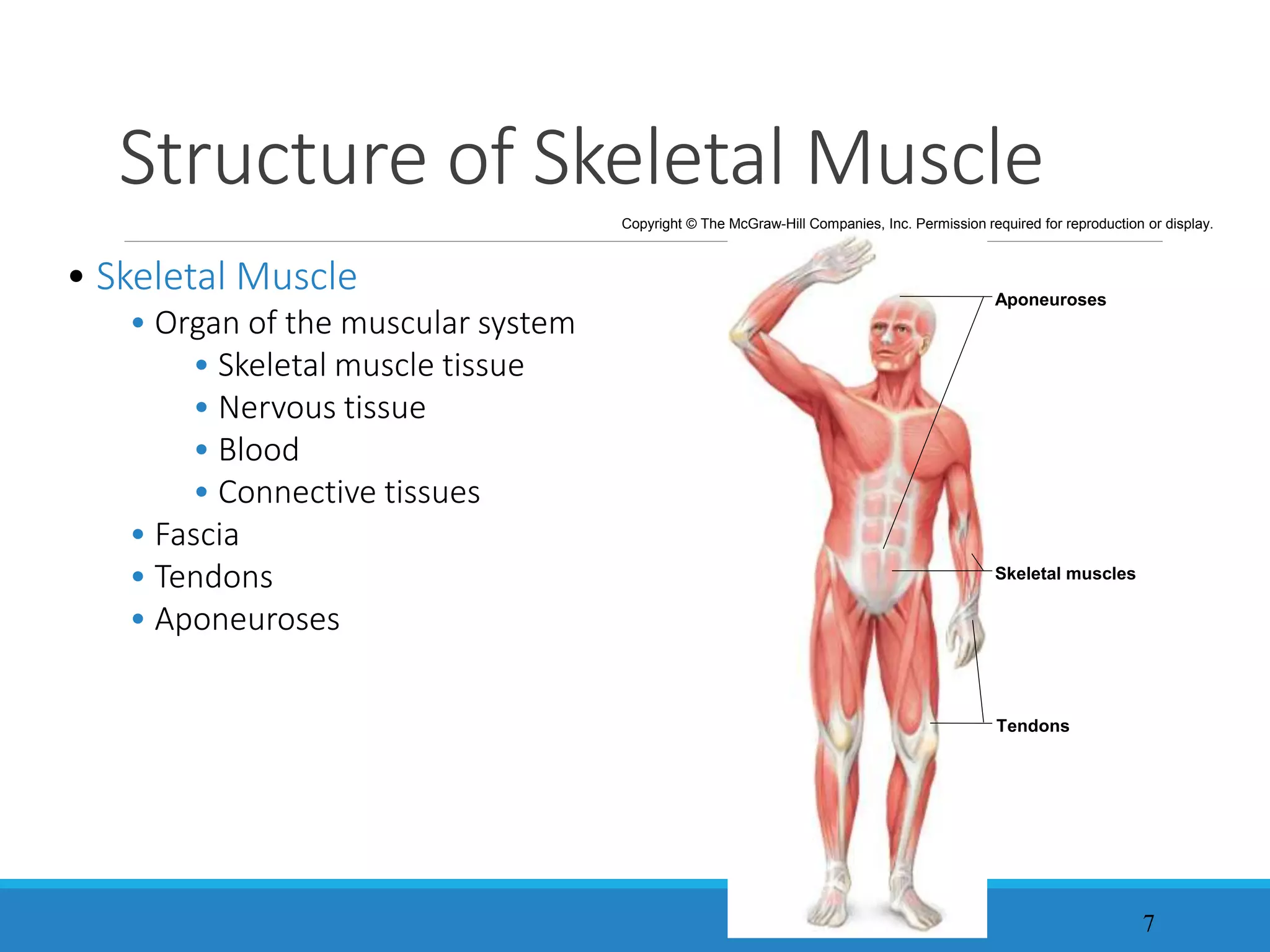 the muscular system.ppt