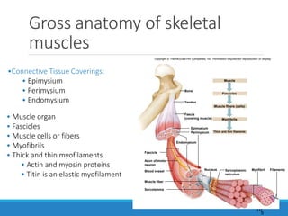 Gross anatomy of skeletal
muscles
10
•Connective Tissue Coverings:
• Epimysium
• Perimysium
• Endomysium
Bone
Muscle
Epimysium
Perimysium
Endomysium
Fascicle
Fascicles
Muscle fibers (cells)
Myofibrils
Thick and thin filaments
Blood vessel
Muscle fiber
Myofibril
Sarcolemma
Nucleus Filaments
Tendon
Fascia
(covering muscle)
Axon of motor
neuron
Sarcoplasmic
reticulum
Copyright © The McGraw-Hill Companies, Inc. Permission required for reproduction or display.
• Muscle organ
• Fascicles
• Muscle cells or fibers
• Myofibrils
• Thick and thin myofilaments
• Actin and myosin proteins
• Titin is an elastic myofilament
5
 