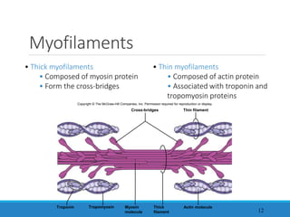 Myofilaments
12
• Thick myofilaments
• Composed of myosin protein
• Form the cross-bridges
• Thin myofilaments
• Composed of actin protein
• Associated with troponin and
tropomyosin proteins
Copyright © The McGraw-Hill Companies, Inc. Permission required for reproduction or display.
Cross-bridges
Actin molecule
Thin filament
Myosin
molecule
Thick
filament
Troponin Tropomyosin
 