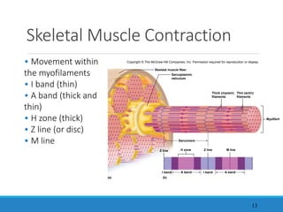 Skeletal Muscle Contraction
13
• Movement within
the myofilaments
• I band (thin)
• A band (thick and
thin)
• H zone (thick)
• Z line (or disc)
• M line
Copyright © The McGraw-Hill Companies, Inc. Permission required for reproduction or display.
Myofibril
Sarcomere
(a)
Skeletal muscle fiber
Z line
H zone M line
I band I band
(b)
Z line
Sarcoplasmic
reticulum
Thick (myosin)
filaments
Thin (actin)
filaments
A band
A band
 