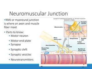 Neuromuscular Junction
14
•NMJ or myoneural junction
is where an axon and muscle
fiber meet
• Parts to know:
• Motor neuron
• Motor end plate
• Synapse
• Synaptic cleft
• Synaptic vesicles
• Neurotransmitters
Copyright © The McGraw-Hill Companies, Inc. Permission required for
reproduction or display.
Axon branches
Mitochondria
Acetylcholine
(a)
Synaptic
vesicles
Synaptic
cleft
Folded
sarcolemma
Motor
end plate
Myofibril of
muscle fiber
Muscle fiber
nucleus
Motor
neuron axon
9
 