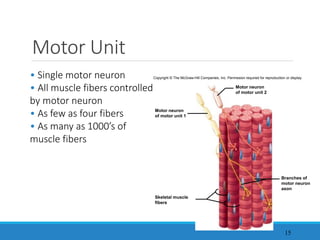 Motor Unit
15
• Single motor neuron
• All muscle fibers controlled
by motor neuron
• As few as four fibers
• As many as 1000’s of
muscle fibers
Copyright © The McGraw-Hill Companies, Inc. Permission required for reproduction or display.
Motor neuron
of motor unit 2
Motor neuron
of motor unit 1
Skeletal muscle
fibers
Branches of
motor neuron
axon
 