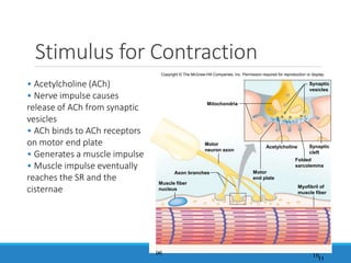 Stimulus for Contraction
16
• Acetylcholine (ACh)
• Nerve impulse causes
release of ACh from synaptic
vesicles
• ACh binds to ACh receptors
on motor end plate
• Generates a muscle impulse
• Muscle impulse eventually
reaches the SR and the
cisternae
Copyright © The McGraw-Hill Companies, Inc. Permission required for reproduction or display.
Axon branches
Mitochondria
Acetylcholine
(a)
Synaptic
vesicles
Synaptic
cleft
Folded
sarcolemma
Motor
end plate
Myofibril of
muscle fiber
Muscle fiber
nucleus
Motor
neuron axon
11
 