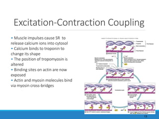 Excitation-Contraction Coupling
• Muscle impulses cause SR to
release calcium ions into cytosol
• Calcium binds to troponin to
change its shape
• The position of tropomyosin is
altered
• Binding sites on actin are now
exposed
• Actin and myosin molecules bind
via myosin cross-bridges
Copyright © The McGraw-Hill Companies, Inc. Permission required for reproduction or display.
Actin monomers
Release of Ca+2 from sarcoplasmic
reticulum exposes binding sites on
actin:
Muscle contraction Muscle relaxation
Active transport of Ca+2 into sarcoplasmic
reticulum, which requires ATP, makes
myosin binding sites unavailable.
Ca+2 binds to troponin
Tropomyosin pulled aside
ATP
Contraction cycle
P
ADP +
P
ADP + P
ADP +
Ca+2
Ca+2
P
ADP +
P
ADP + P
ADP +
P
ADP
P
ADP
ATP ATP ATP
P
ADP + P
ADP +
ATP
Tropomyosin
Troponin Thin filament
Thick filament
Ca+2
Binding sites on
actin exposed
1 Relaxed muscle
Ca+2
P
ADP +
Ca+2
2 Exposed binding sites on actin molecules
allow the muscle contraction cycle to occur
6 ATP splits, which
provides power to
“cock” the myosin
cross-bridges
3 Cross-bridges
bind actin to
myosin
5 New ATP binds to myosin, releasing linkages 4 Cross-bridges pull thin filament (power stroke),
ADP and P released from myosin
13
 