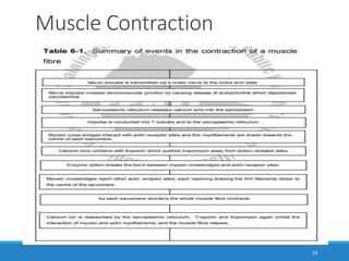 Muscle Contraction
18
 
