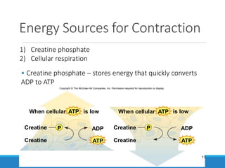 20
Energy Sources for Contraction
• Creatine phosphate – stores energy that quickly converts
ADP to ATP
1) Creatine phosphate
2) Cellular respiration
Copyright © The McGraw-Hill Companies, Inc. Permission required for reproduction or display.
ADP
ATP
ATP
P
When cellular
Creatine
Creatine
ADP
ATP
ATP
P
is low
Creatine
Creatine
When cellular is low
17
 