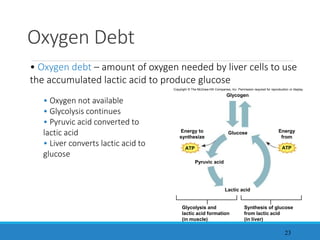 23
Oxygen Debt
• Oxygen not available
• Glycolysis continues
• Pyruvic acid converted to
lactic acid
• Liver converts lactic acid to
glucose
• Oxygen debt – amount of oxygen needed by liver cells to use
the accumulated lactic acid to produce glucose
Copyright © The McGraw-Hill Companies, Inc. Permission required for reproduction or display.
ATP
Glucose
Glycogen
Lactic acid
Pyruvic acid
Energy to
synthesize
Energy
from
Glycolysis and
lactic acid formation
(in muscle)
Synthesis of glucose
from lactic acid
(in liver)
ATP
 
