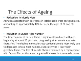 The Effects of Ageing
26
• Reductions in Muscle Mass
Aging is associated with decreases in total muscle cross-sectional area,
amounting to approximately 40% between the ages of 20 and 80
years.
• Reduction in Muscle Fiber Number
The total number of muscle fibers is significantly reduced with age,
beginning at about 25 years and progressing at an accelerated rate
thereafter. The decline in muscle cross-sectional area is most likely due
to decreases in total fiber number, especially type II fast-twitch
glycolytic fibers. The loss of muscle fibers is followed by a replacement
with fat and fibrous tissue and a gradual increase in non-muscle tissue.
 