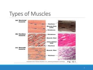 Types of Muscles
3
 