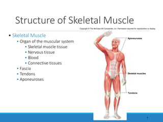 Structure of Skeletal Muscle
7
• Skeletal Muscle
• Organ of the muscular system
• Skeletal muscle tissue
• Nervous tissue
• Blood
• Connective tissues
• Fascia
• Tendons
• Aponeuroses
Copyright © The McGraw-Hill Companies, Inc. Permission required for reproduction or display.
Aponeuroses
Skeletal muscles
Tendons
 