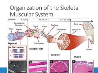 Organization of the Skeletal
Muscular System
9
 