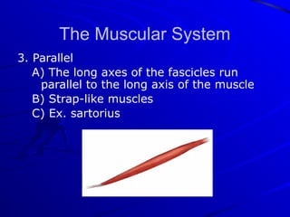 Triangular Parallel Muscle TheMuscularSystem ppt with detailed analysis | PPTX