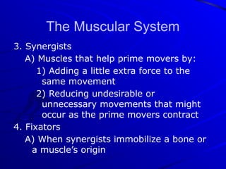 TheMuscularSystem ppt with detailed analysis | PPTX
