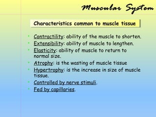 Muscular System
Characteristics common to muscle tissue
Characteristics common to muscle tissue










Contractility: ability of the muscle to shorten.
Extensibility: ability of muscle to lengthen.
Elasticity: ability of muscle to return to
normal size.
Atrophy: is the wasting of muscle tissue
Hypertrophy: is the increase in size of muscle
tissue.
Controlled by nerve stimuli.
Fed by capillaries.

 