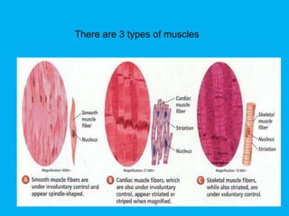 The muscular system | PPT