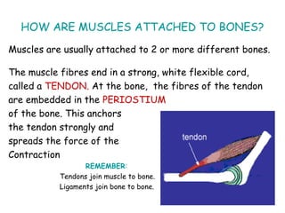 The muscular system | PDF