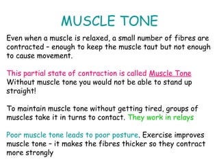 The muscular system | PDF