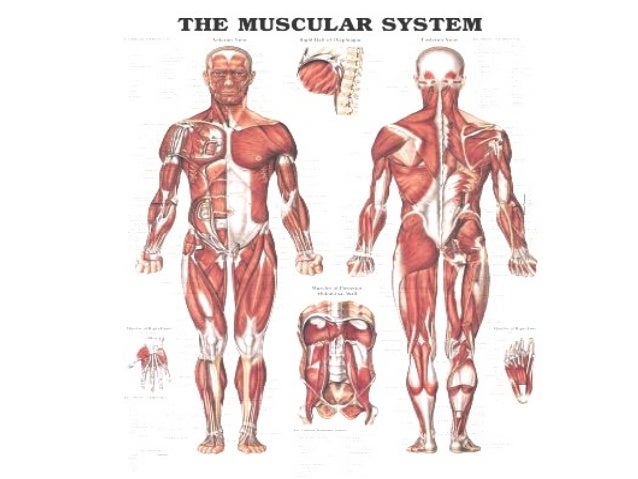 the muscular system powerpoint the muscular system powerpoint, Muscles