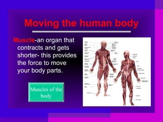 Moving the human body
Muscle-an organ that
contracts and gets
shorter- this provides
the force to move
your body parts.
Muscles of the
body

 
