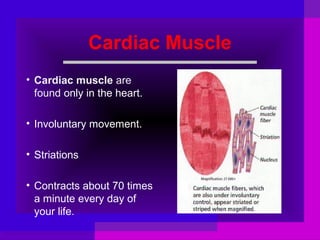 Cardiac Muscle
• Cardiac muscle are
found only in the heart.
• Involuntary movement.
• Striations
• Contracts about 70 times
a minute every day of
your life.

 