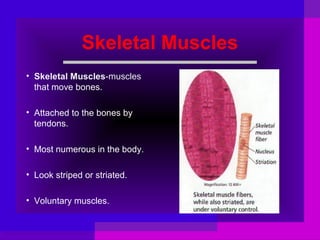 Skeletal Muscles
• Skeletal Muscles-muscles
that move bones.
• Attached to the bones by
tendons.
• Most numerous in the body.
• Look striped or striated.
• Voluntary muscles.

 