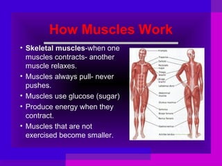 How Muscles Work
• Skeletal muscles-when one
muscles contracts- another
muscle relaxes.
• Muscles always pull- never
pushes.
• Muscles use glucose (sugar)
• Produce energy when they
contract.
• Muscles that are not
exercised become smaller.

 