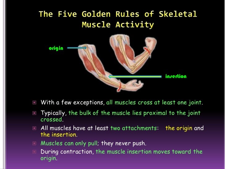 The muscular system (slide show)