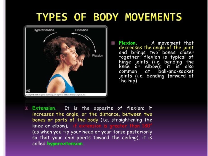 the muscular system (slide show) the muscular system (slide show), Muscles