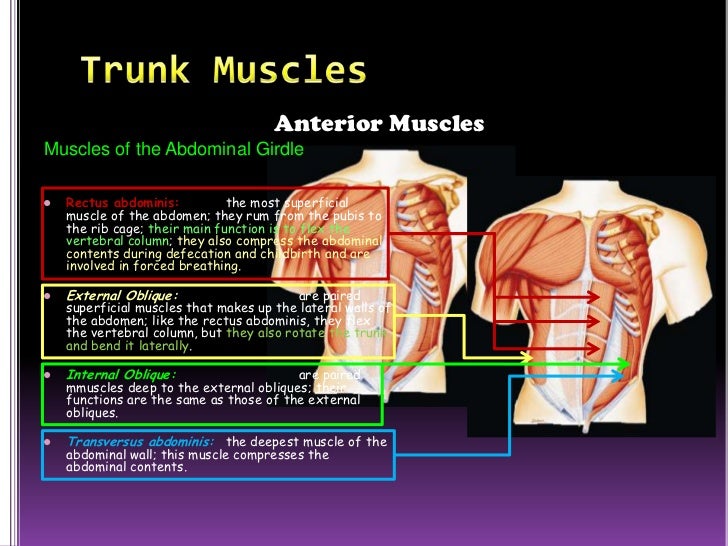 the muscular system slide show