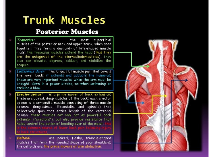 The muscular system (slide show)
