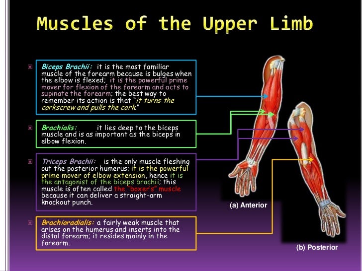 Which Type Of Mover Is Most Powerful During The Contraction The muscular system (slide show)
