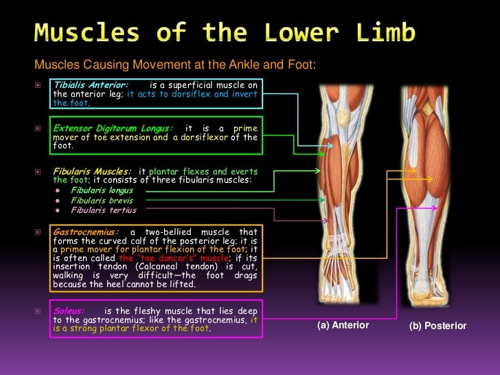 The muscular system (slide show)