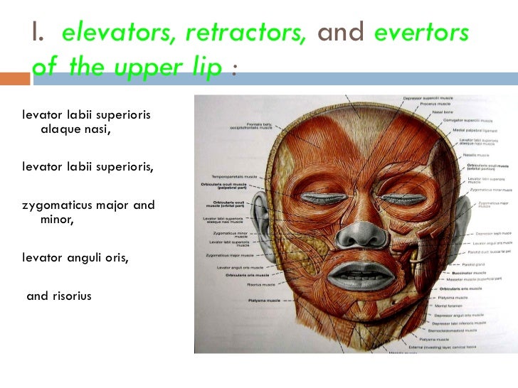 The Musculature of the Head