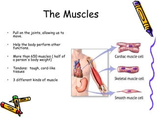 The Muscles
•   Pull on the joints, allowing us to
    move.

•   Help the body perform other
    functions.

•   More than 650 muscles ( half of
    a person's body weight)

•   Tendons: tough, cord-like
    tissues

•   3 different kinds of muscle
 
