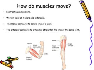 How do muscles move?
•   Contracting and relaxing.

•   Work in pairs of flexors and extensors.

•   The flexor contracts to bend a limb at a joint.

•   The extensor contracts to extend or straighten the limb at the same joint.
 