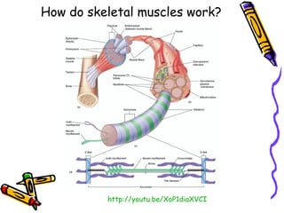 How do skeletal muscles work?




          http://youtu.be/XoP1diaXVCI
 